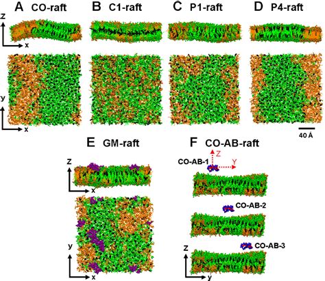 Figure From Coarse Grained Md Simulations Reveal Beta Amyloid Fibrils