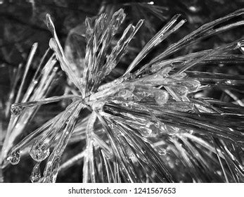 Black White Pine Needle Freezing Rain Stock Photo 1241567653 Shutterstock