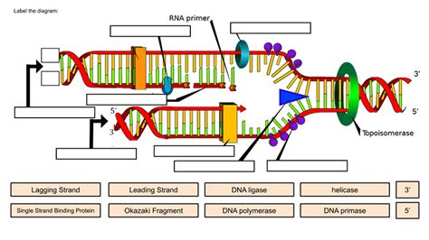 Dna Replication Ap Bio Diagram On Wholesale | gbu-hamovniki.ru