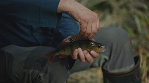 BBC Two Mortimer Whitehouse Gone Fishing Series 7 River Frome