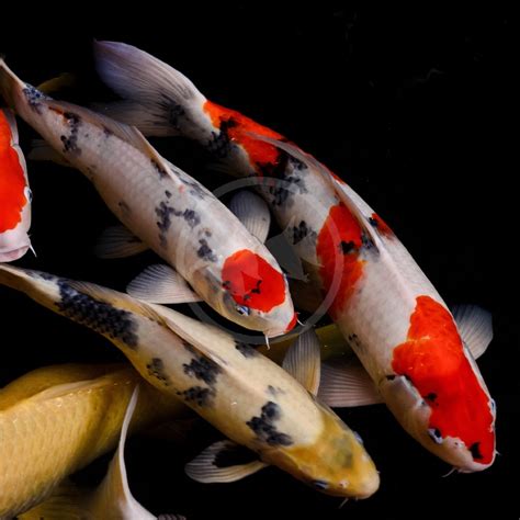 POND FISH - KOI STANDARD ELITE Cyprinus rubrofuscus var. "koi ...