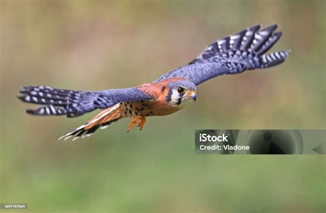 american kestrel flying  green background stock photo