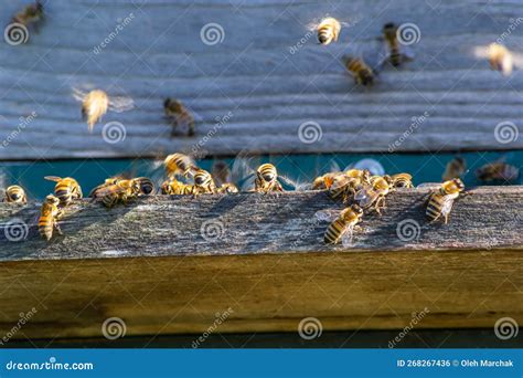 Swarm Of Honey Bees Flying Around Beehive Bees Returning From Collecting Honey Fly Back To The