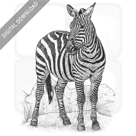 Stock Art Drawing Of A Plains Zebra Inkart