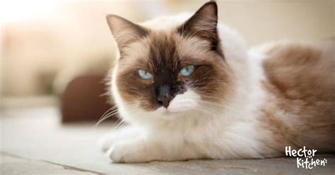 Ragdoll | Chat doux, intelligent et affectueux