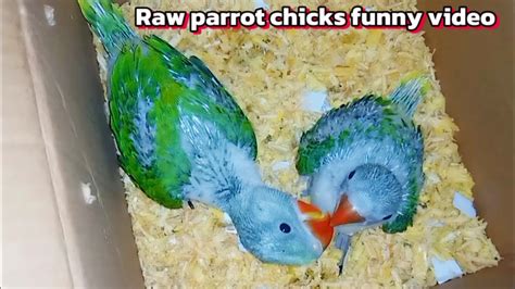 Cute Baby Parrot Playing Video Ringneck Parrot Talking Raw Parrot