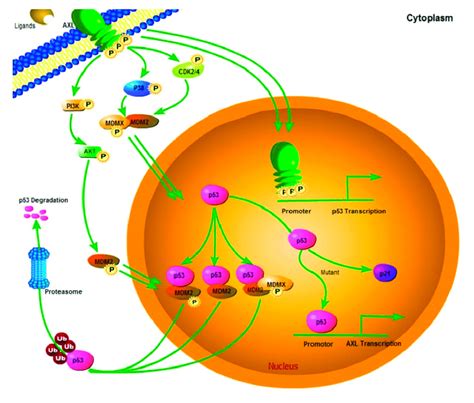 Model Of AXL Mediated P53 Turnover And Cell Growth AXL Can Promote