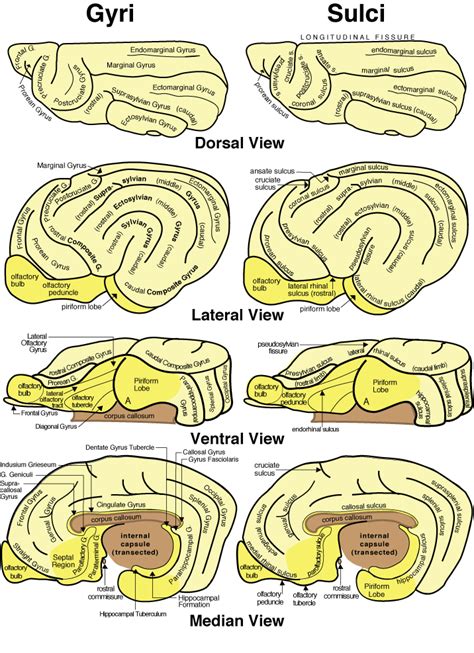 Sulci & Gyri