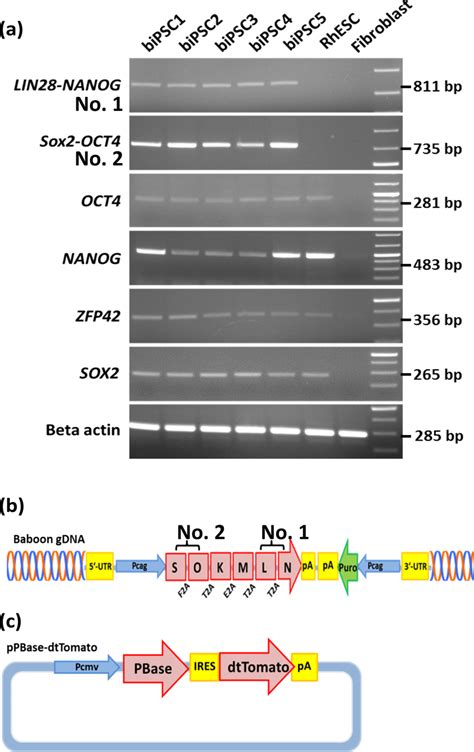 BiPSC Characterization By RT PCR A Expression Analysis Of The Five