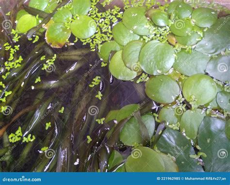 Plantes Qui Vivent Dans L Eau Image Stock Image Du Tang Centrales