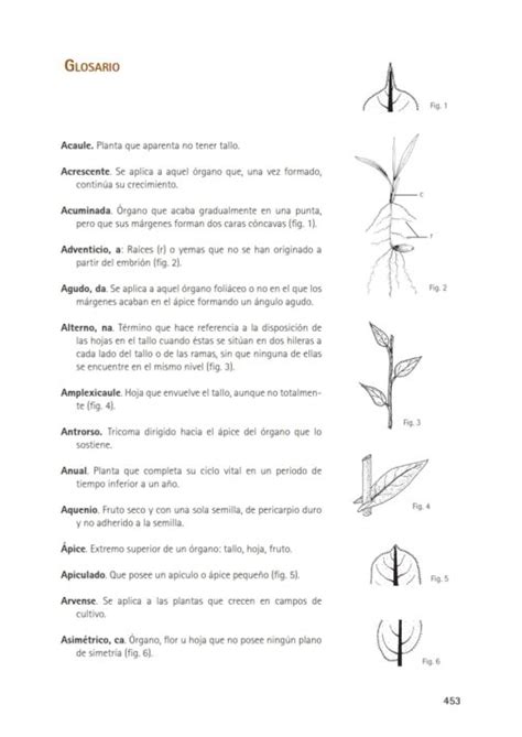 Malas hierbas en plántula Guía de identificación