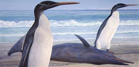 Science Fare Media | Giant penguin fossils reveal 'elegant' shape