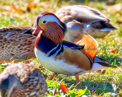 Colorful Mandarin Duck Bird Photography Wildlife Photography Art