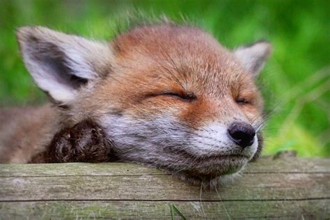 Sleeping fox cub by devirachan on DeviantArt