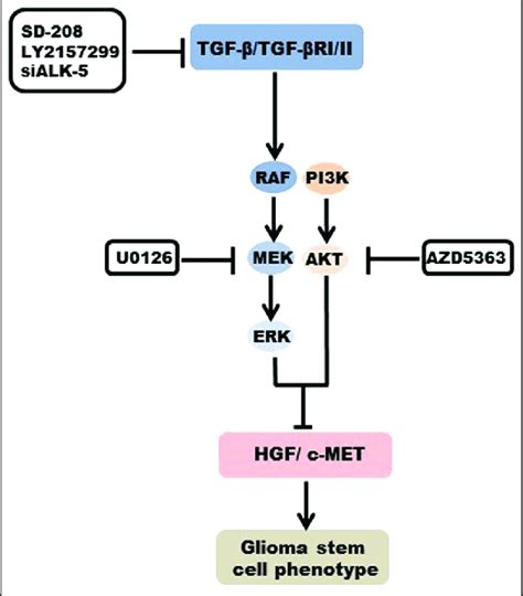 Overview Of The Control Of The Hgf C Met Pathway By Tgf In