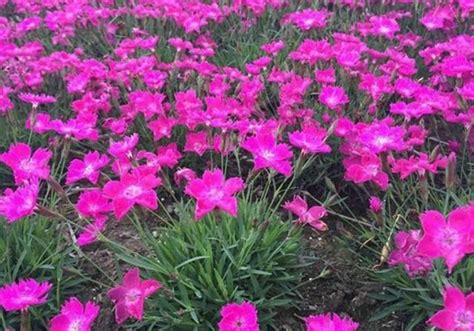 3種小花真好養，院子裡撒上些花種，夏天開成「花海」 每日頭條