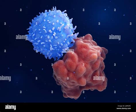 Leukemia Cell With Car Cell Hi Res Stock Photography And Images Alamy