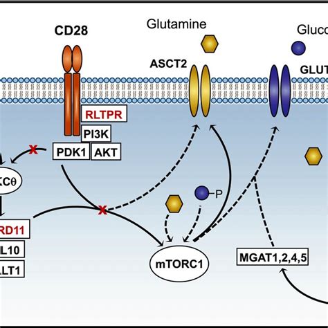 Proposed Mechanism Of Serine Phosphorylation Affecting Metabolic