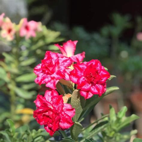 adenium grafted – Indoor and Outdoor Plants Online