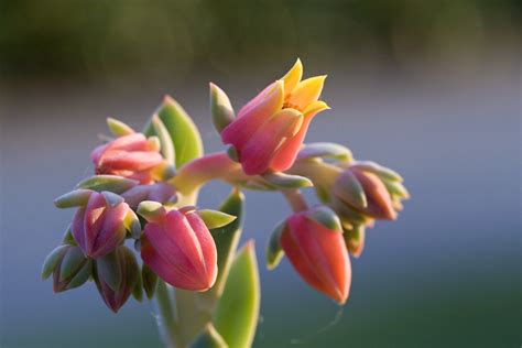 Rosularia At Sunset A Cactus Flower Better View Large On Umberto