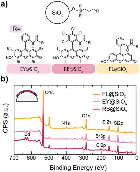 Effects Of SurfaceImmobilization On Photobleaching Of Xanthene Dye