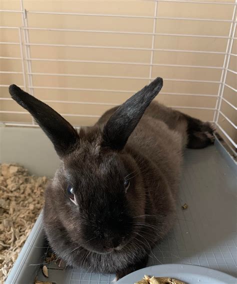 ways to rabbit limping for beginners 9