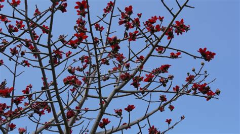 Blooms The Bombax Ceiba Lat Bombax Ceiba Or Cotton Tree Flower Of