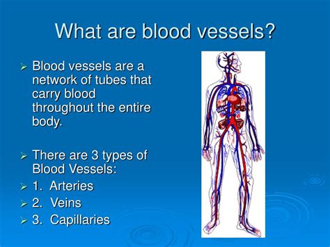 Ppt What Are Blood Vessels Powerpoint Presentation Free Download