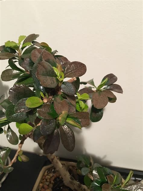 Why Are My Bonsai Leaves Going Brown At Darius Holiman Blog