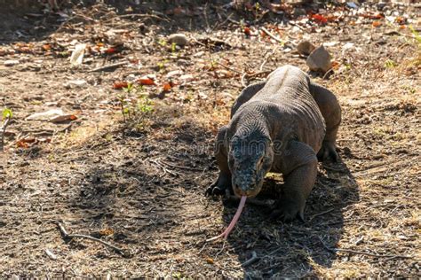 Komodo - Giant Venomous Komodo Dragon Stock Image - Image of powerful ...