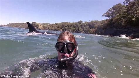 Orcas In New Zealand Swim Up Close With Snorkelers Daily Mail Online