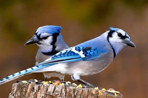 Female Blue Jays: How Different Are They From Males?