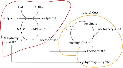 Triacylglycerol metabolism