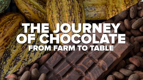 From Farm To Table The Journey Of Chocolate Youtube