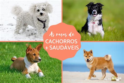 As 10 Raças De Cachorros Mais SaudÁveis Descubra Quais São