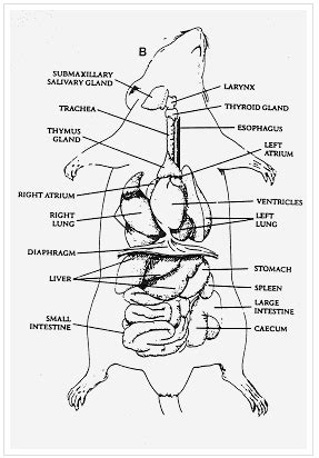 Mouse Dissection Study Guide Diagram Quizlet