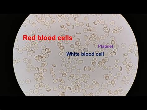 Red Blood Cell Microscope Labeled