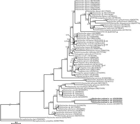 Bayesian 50 Majority Rule Consensus Tree Inferred From Analysis Of The