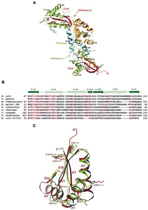 The Structure Of The N Domain Of ClpA Complexed With ClpS A A Ribbon