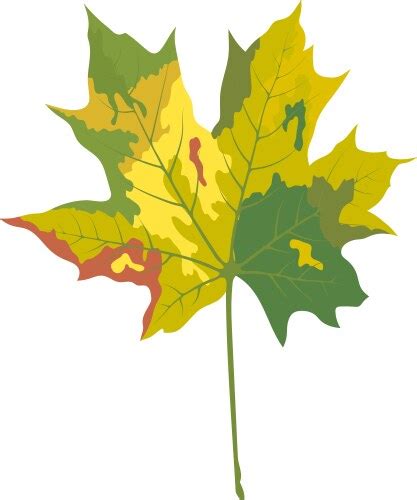 Canadian Maple Leaf Cartoon Royalty Free Vector Image