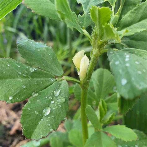 Kasturi Methi (Heirloom Fenugreek) Seeds - Mountain Top Seed Bank