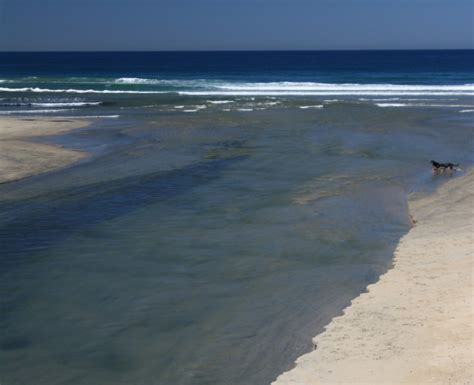 Del Mar Dog Beach – North Beach in Del Mar, CA - California Beaches