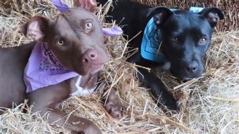 Photos Okc Shelter Overrun With Adorable Pups Oklahoma City