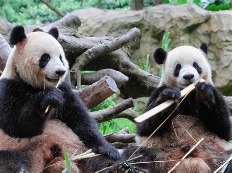 Eating Panda Bear · Free Stock Photo