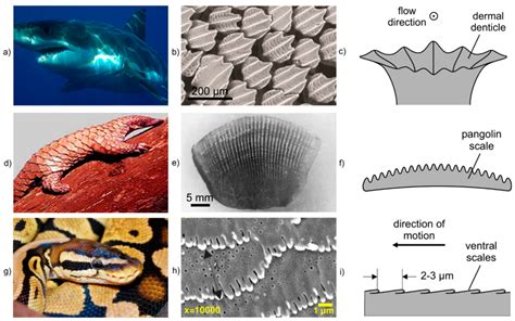 Materials | Special Issue : Bioinspired and Biomimetic Materials