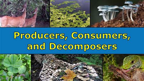 Consumers Producers And Decomposers Worksheet Producers A