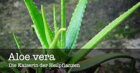 Aloe vera, die Kaiserin der Heilpflanzen | NaturBote