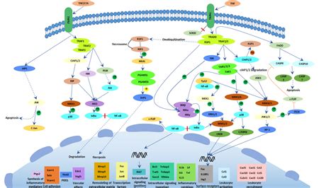 Pin on Biotechnology