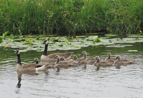 Familie Gans Zeelandnet Foto