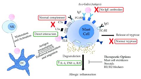 Possible mechanism of mast cell activation in IRRs in Fabry disease ...